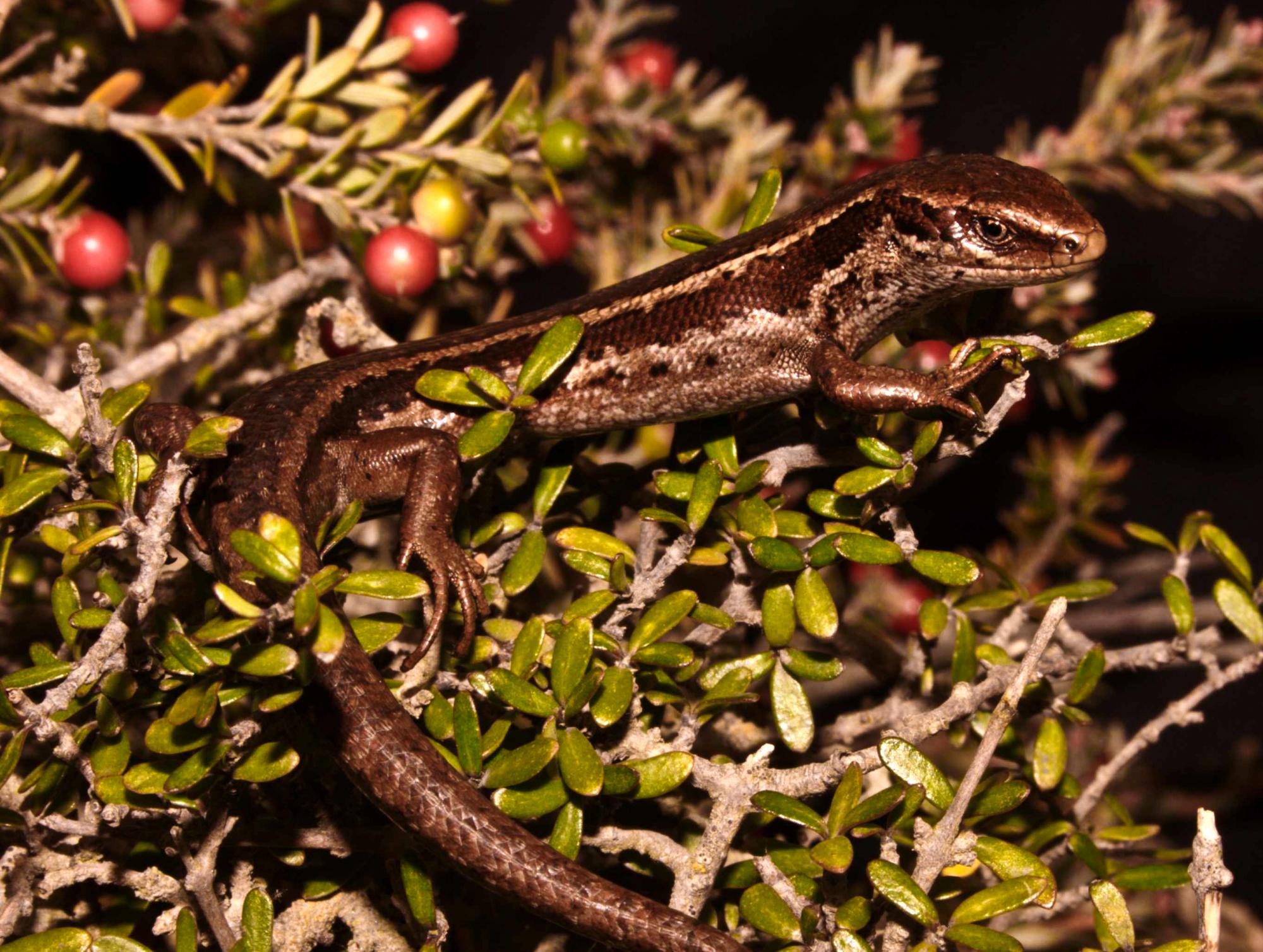 Oligosoma burganae NZHS